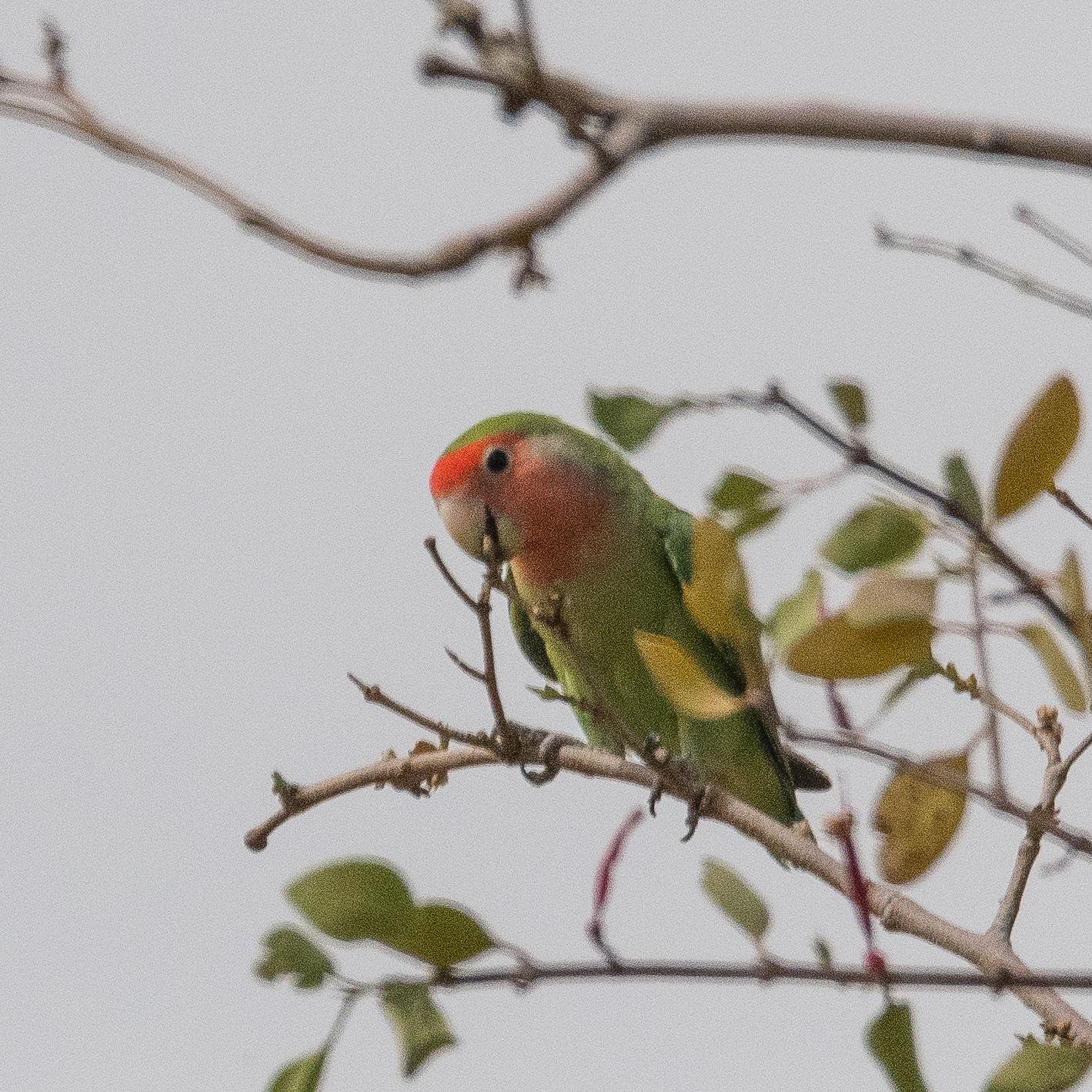 Inséparable rosegorge adulte de face (Rosy-faced lovebird, Agapornis rosicollis), Désert du Namib, Kaokoland, Province de Kunene, Namibie.